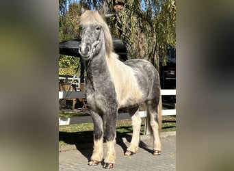 Icelandic Horse, Gelding, 6 years, 14 hh, Pinto