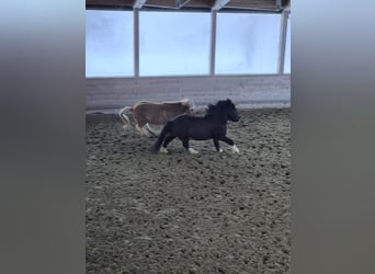 Icelandic Horse, Gelding, 6 years, 14,1 hh, Black