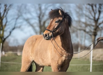 Icelandic Horse, Gelding, 6 years, 14,1 hh, Dun