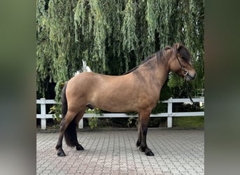 Icelandic Horse, Gelding, 6 years, 14,1 hh, Dun