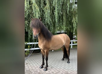 Icelandic Horse, Gelding, 6 years, 14,1 hh, Dun