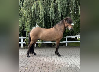 Icelandic Horse, Gelding, 6 years, 14,1 hh, Dun