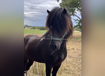 Icelandic Horse, Gelding, 6 years, 14,1 hh, Pinto