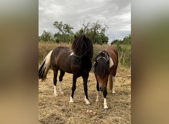 Icelandic Horse, Gelding, 6 years, 14,1 hh, Pinto