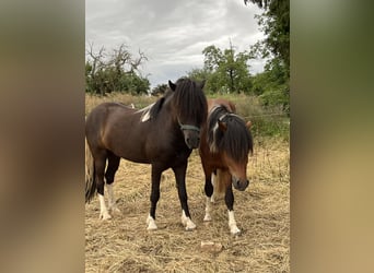 Icelandic Horse, Gelding, 6 years, 14,1 hh, Pinto