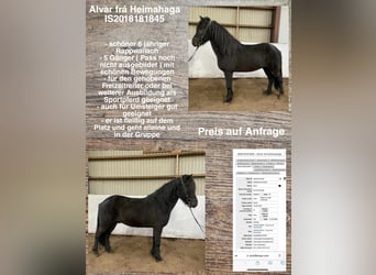 Icelandic Horse, Gelding, 6 years, Black