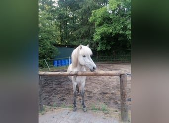Icelandic Horse, Gelding, 7 years, 13.1 hh, Can be white
