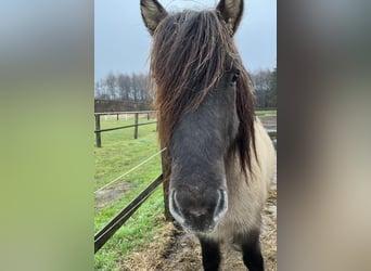 Icelandic Horse, Gelding, 7 years, 13,1 hh, Dun