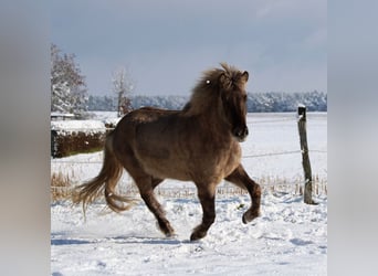 Icelandic Horse, Gelding, 7 years, 13.1 hh, Dun