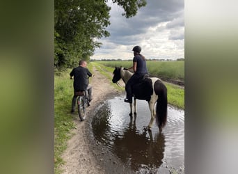 Icelandic Horse, Gelding, 7 years, 13,1 hh, Pinto