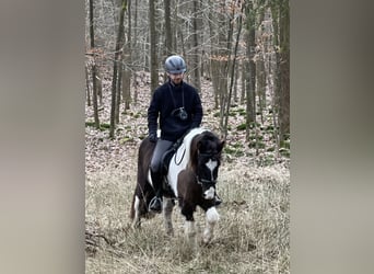 Icelandic Horse, Gelding, 7 years, 13.1 hh, Pinto