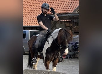 Icelandic Horse, Gelding, 7 years, 13,1 hh, Pinto