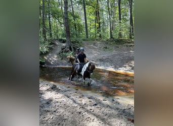 Icelandic Horse, Gelding, 7 years, 13,1 hh, Pinto