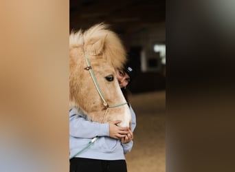 Icelandic Horse, Gelding, 7 years, 13.1 hh, Pinto