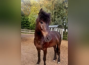 Icelandic Horse, Gelding, 7 years, 13.2 hh, Black