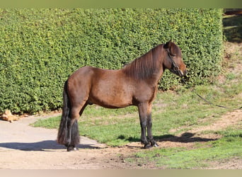 Icelandic Horse, Gelding, 7 years, 13.2 hh, Brown