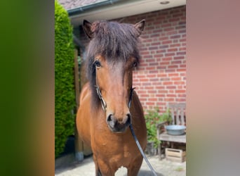 Icelandic Horse, Gelding, 7 years, 13,2 hh, Brown