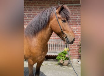 Icelandic Horse, Gelding, 7 years, 13,2 hh, Brown