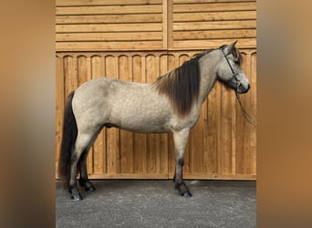 Icelandic Horse, Gelding, 7 years, 13.2 hh, Buckskin