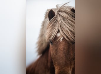 Icelandic Horse, Gelding, 7 years, 13.2 hh, Chestnut