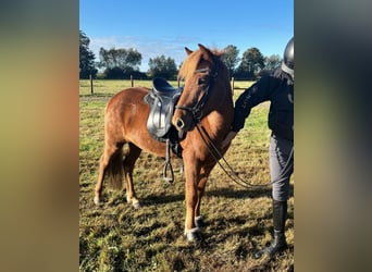 Icelandic Horse, Gelding, 7 years, 13.2 hh, Chestnut-Red