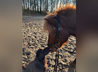 Icelandic Horse, Gelding, 7 years, 13.2 hh, Chestnut-Red