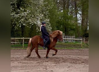 Icelandic Horse, Gelding, 7 years, 13.2 hh, Chestnut-Red