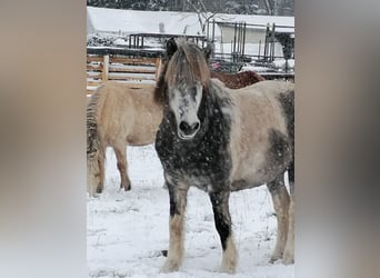 Icelandic Horse, Gelding, 7 years, 13.2 hh, Gray
