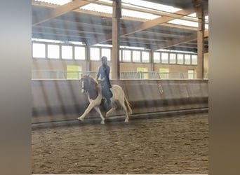 Icelandic Horse, Gelding, 7 years, 13,2 hh, Pinto