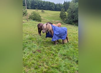 Icelandic Horse, Gelding, 7 years, 13 hh