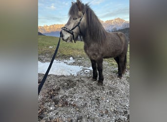 Icelandic Horse, Gelding, 7 years, 13,2 hh, Grey