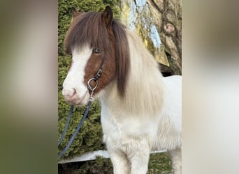 Icelandic Horse, Gelding, 7 years, 13,2 hh, Pinto
