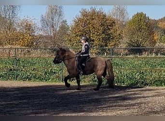 Icelandic Horse, Gelding, 7 years, 13,3 hh, Dun