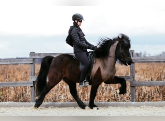 Icelandic Horse, Gelding, 7 years, 14,1 hh, Black