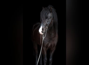 Icelandic Horse, Gelding, 7 years, 14.1 hh, Black