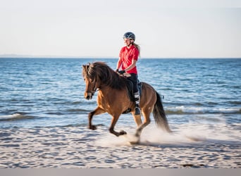 Icelandic Horse, Gelding, 7 years, 14.1 hh, Brown