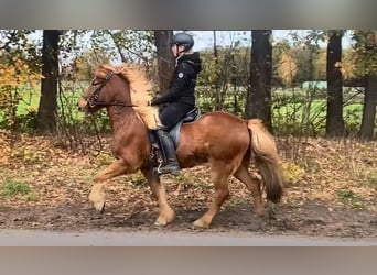 Icelandic Horse, Gelding, 7 years, 14.1 hh, Chestnut-Red