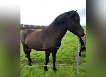 Icelandic Horse, Gelding, 7 years, 14.2 hh, Black
