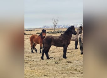Icelandic Horse, Gelding, 7 years, 14.2 hh, Black