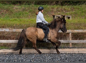 Icelandic Horse, Gelding, 7 years, 14.2 hh, Dun