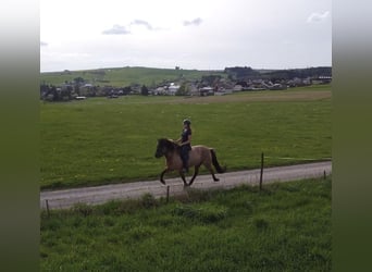 Icelandic Horse, Gelding, 7 years, 14.2 hh, Dun