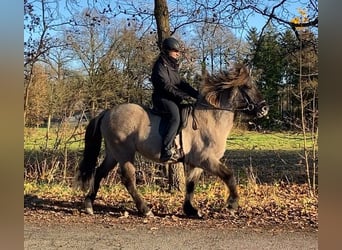 Icelandic Horse, Gelding, 7 years, 14,2 hh, Dun