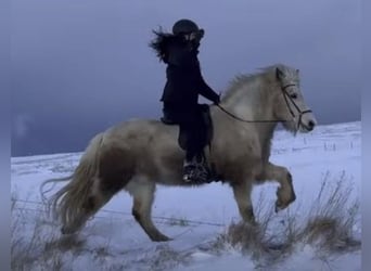 Icelandic Horse, Gelding, 7 years, 14.2 hh, Pinto