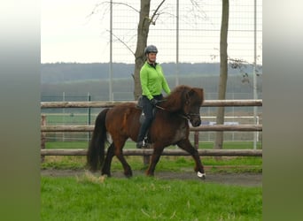 Icelandic Horse, Gelding, 7 years, 14 hh, Black