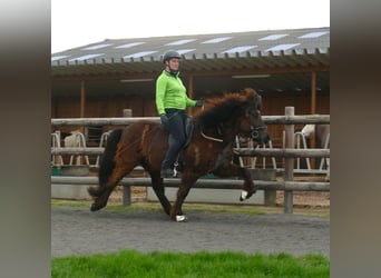 Icelandic Horse, Gelding, 7 years, 14 hh, Black