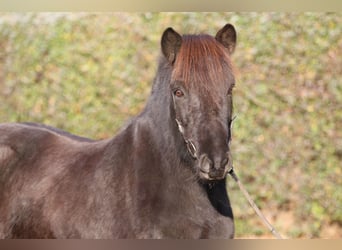 Icelandic Horse, Gelding, 7 years, 14 hh, Black