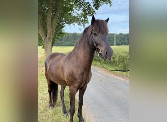 Icelandic Horse, Gelding, 7 years, 14 hh, Black