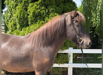 Icelandic Horse, Gelding, 7 years, 14 hh, Black