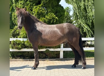 Icelandic Horse, Gelding, 7 years, 14 hh, Black
