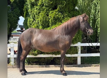 Icelandic Horse, Gelding, 7 years, 14 hh, Black